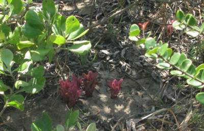 Growing in habitat