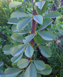 Hypocalyptus coluteoides stem and leaves 