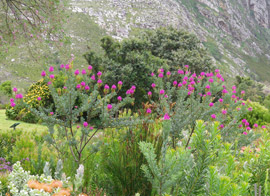 Hypocalyptus coluteoides growing at Harold Porter NBG