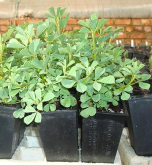 Seedlings