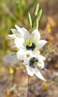 Flowers of Ixia mostertii