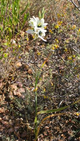 Showing habit and habitat