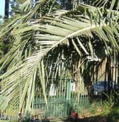 Jubaeopsis caffra leaves