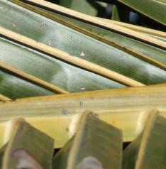 Jubaeopsis caffra leaf fold 