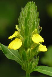 J. flava inflorescence