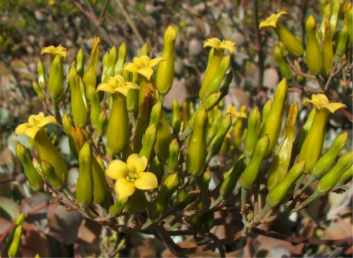 Kalanchoe longiflora flowers