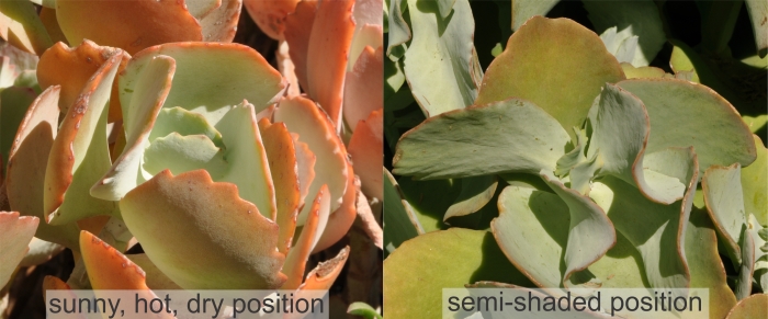 Kalanchoe longiflora in flower leaves in sun and semi-shade