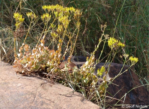 Kalanchoe longiflora in habitat. Photo by Geoff Nichols