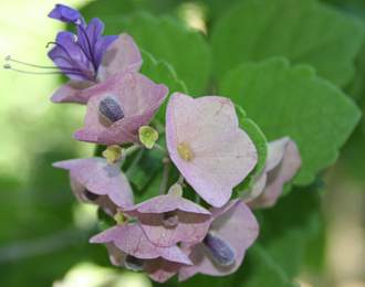 Karomia speciosa flower cluster