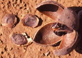 Fruit and seed