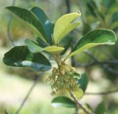 Leaves and flowers