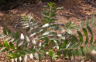 Leaves of Kirkia acuminata