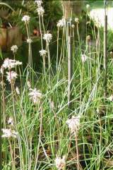 Growing in the nursery