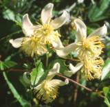 Flowers of Clematis brachiata