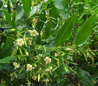 Kraussia floribunda foliage and flowers