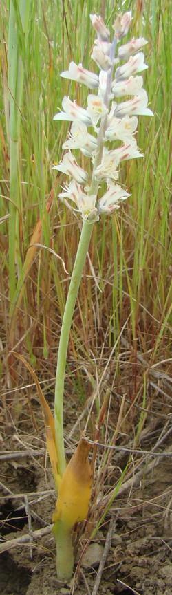 Entire plant