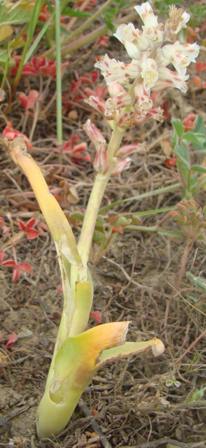 Plant in flower