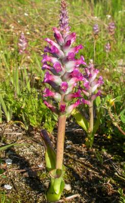 Plant in flower