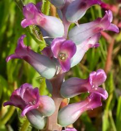 Flowers close up