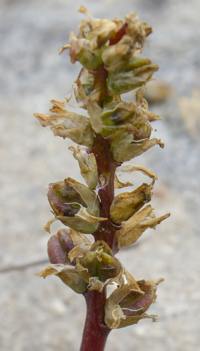 Stalk with ripening capsules