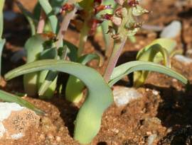 Lachenalia framesii leaves