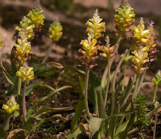 Lachenalia lutea