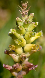 Close up of flowers