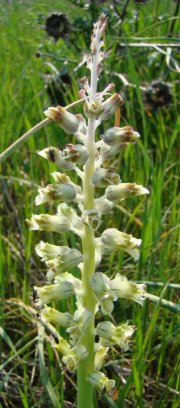 Flower spike