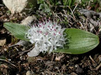 PLant in flower