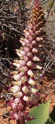 Lachenalia valeriae inflorescence