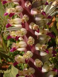 Lachenalia valeriae inflorescence close up