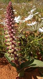 Lachenalia valeriae inflorescence plant