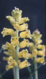 Lachenalia mathewsii