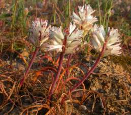 Flowering as leaves die back.