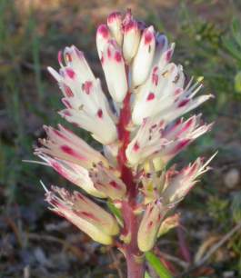 Inflorescence