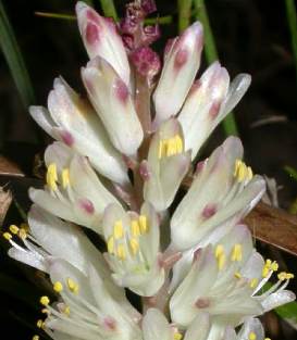 Close- up of flowers