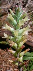 Lachenalia orchioides var. orchioides - cream form