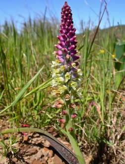 Lachenalia pustulata multicoloured form from Blaauwberg Hill