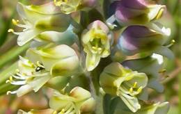 Insect visiting Lachenalia pustulata flowers