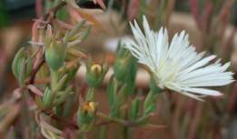 Pale flowered form