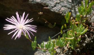 Lampranthus affinis