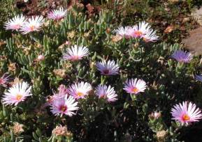 In flower in Karoo Desert  NBG