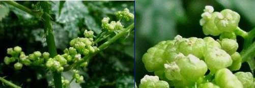 Male flowers