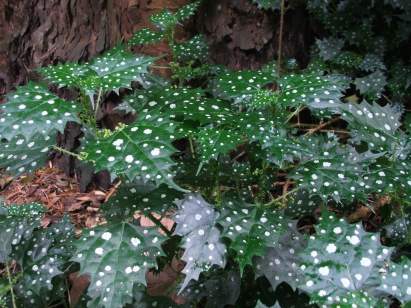 Foliage