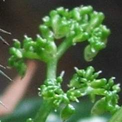 Female flowers