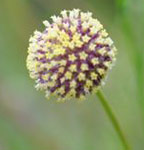 Mature flower head