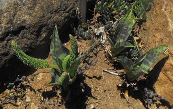 Cluster of Ledebouria zebrina