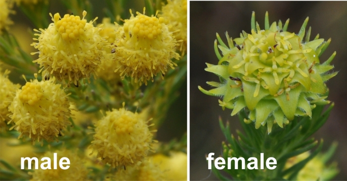 Leucadendron laxum, male flowerhead Left and female flowerhead Right.