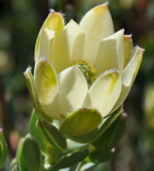 Female flower head