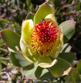 'Pom Pom' form. Male flowerhead